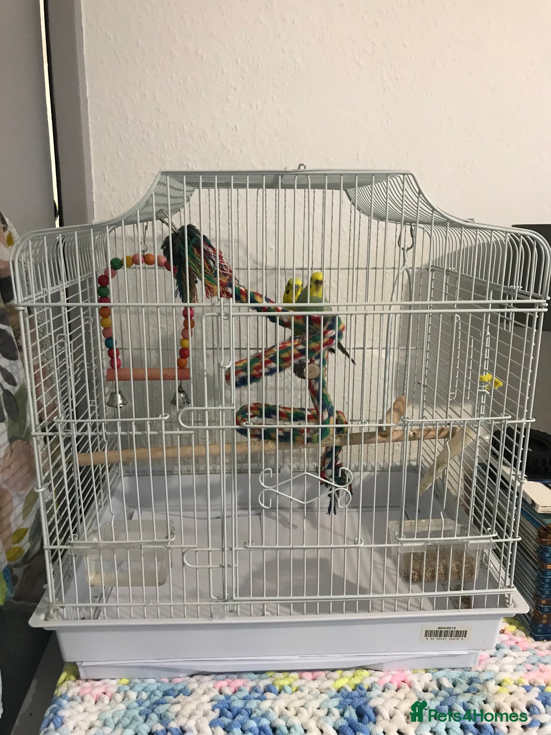 Budgerigars birds for sale: Pair of budgies with cage - Advert 1