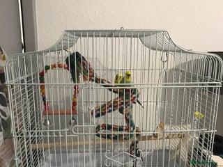 Budgerigars birds Pair of budgies with cage - Advert 1