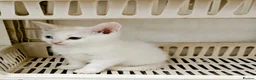 Khao Manee cats for sale: 8 weeks old kitten - Advert 3