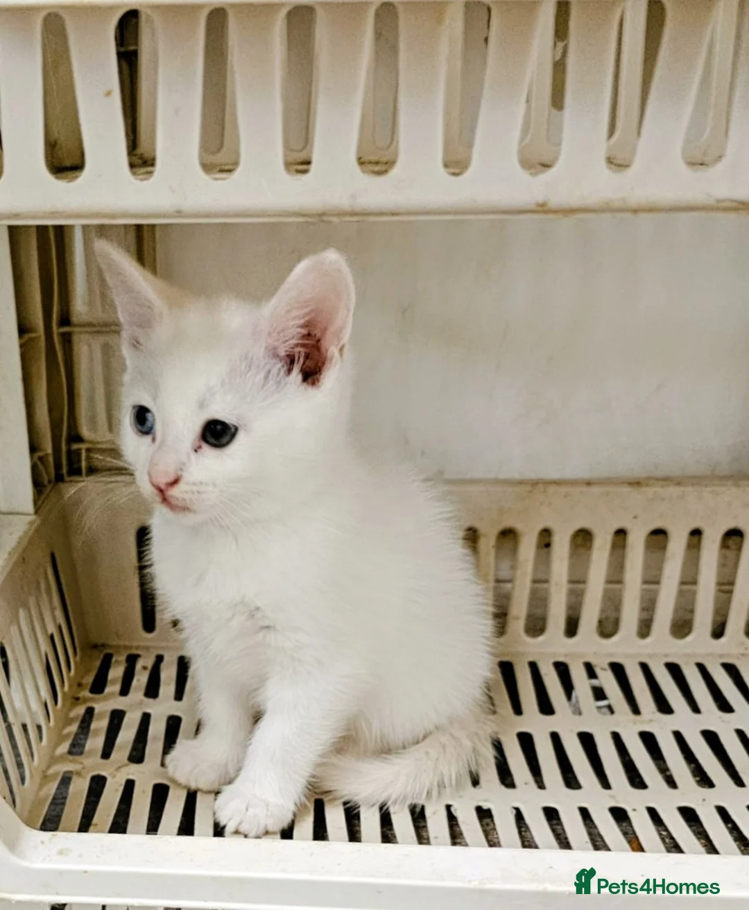 Khao Manee cats for sale: 8 weeks old kitten - Advert 3