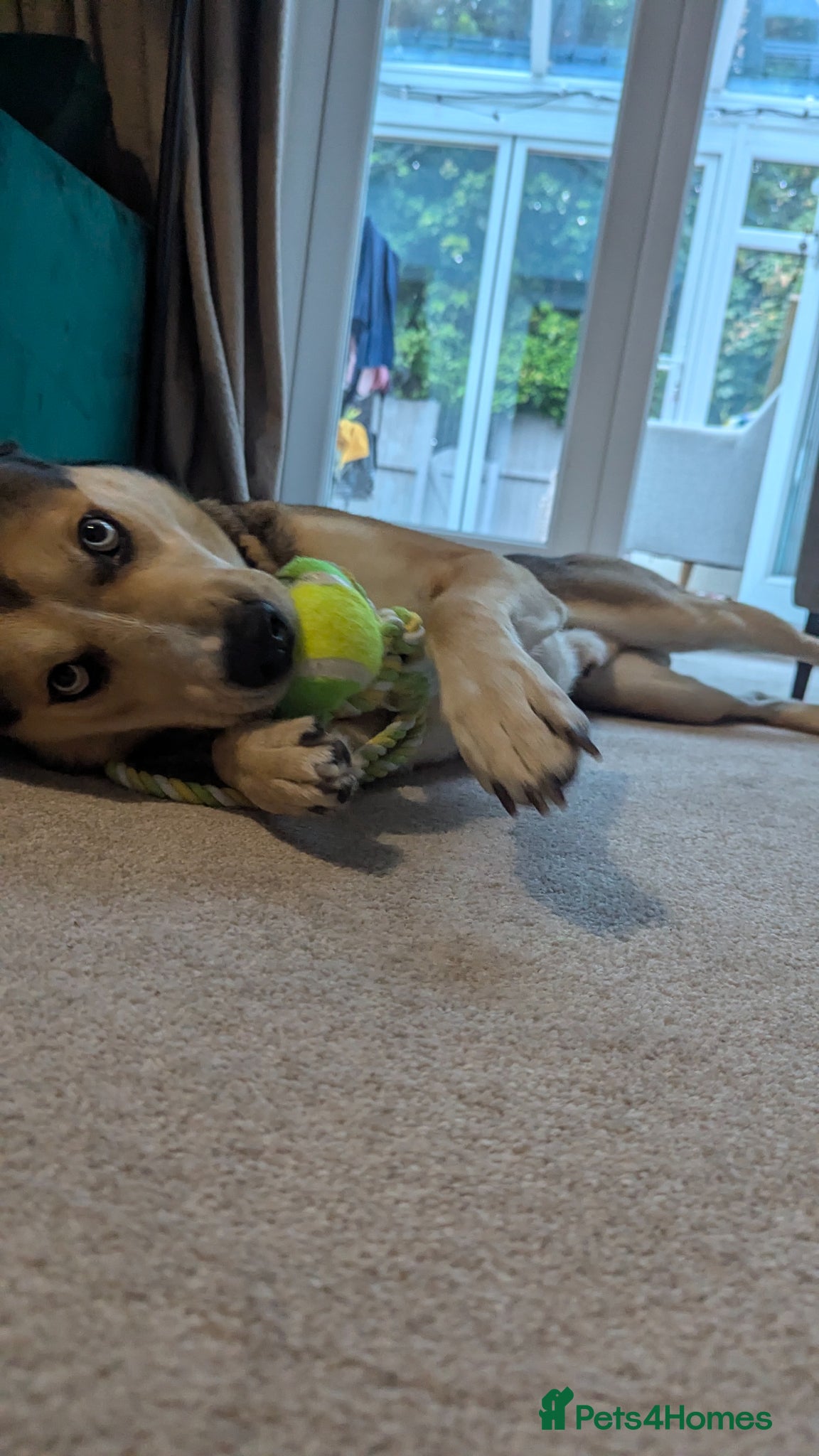 Shepsky dogs for sale: This is wolf  - Advert 6