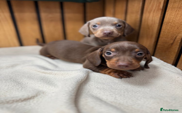 Miniature Dachshund dogs - Advert 8