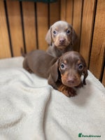 Miniature Dachshund dogs - Advert 1