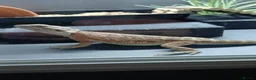 Bearded Dragon reptiles for sale: Male Bearded Dragon - Advert 1