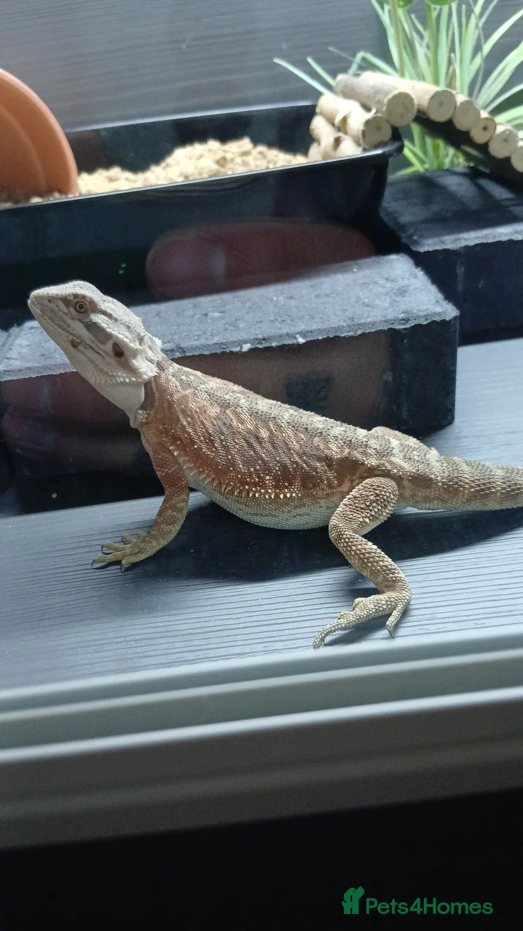 Bearded Dragon reptiles for sale: Male Bearded Dragon - Advert 1