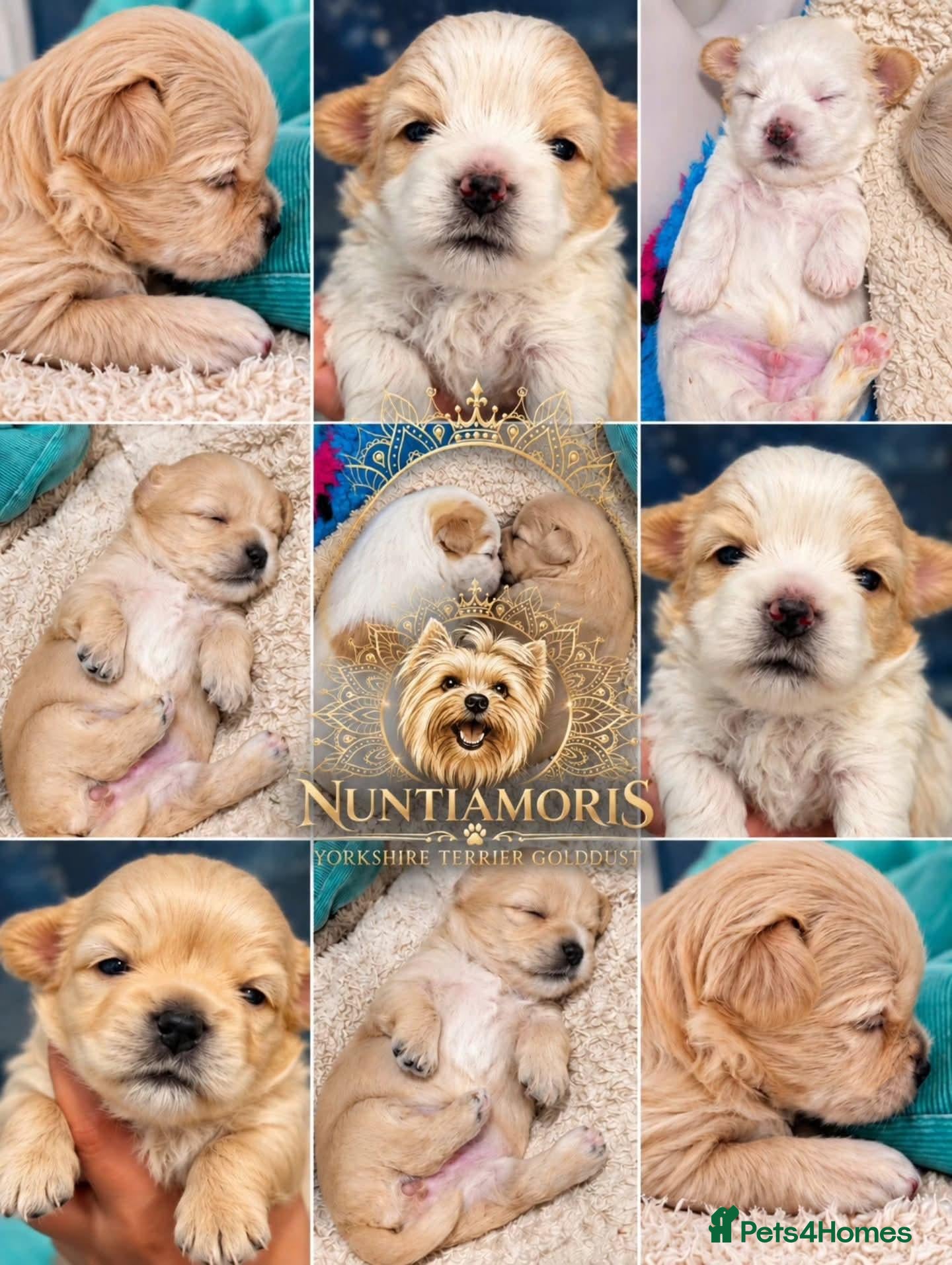 Yorkshire Terrier dogs 🐾 Golddust Yorkshire Terrier Puppies Available 🐾 - Advert 1