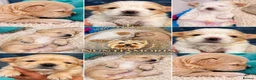 Yorkshire Terrier dogs for sale: 🐾 Golddust Yorkshire Terrier Puppies Available 🐾 - Advert 3