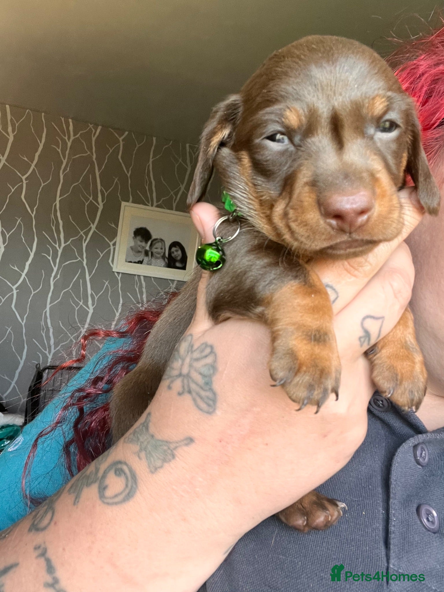 Miniature Dachshund dogs Beautiful kc miniature dachshund puppies - Advert 1