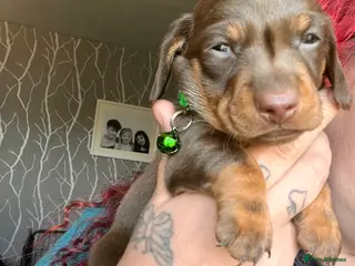 Miniature Dachshund dogs Beautiful kc miniature dachshund puppies - Advert 1