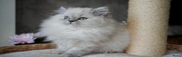 British Shorthair cats for sale: 💜Beautiful Longhaired Girl - Advert 4