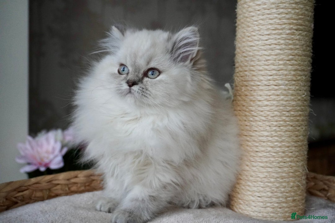 British Shorthair cats for sale: 💜Beautiful Longhaired Girl - Advert 4