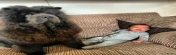Chow Chow dogs for stud: Stunning Blue Chow Chow Stud – DWKC Registered in Mitcham - Advert 5