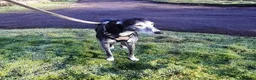 Lurcher dogs for adoption: 🖤 JET – A Gentleman Lurcher for a Forever Sofa 🖤 in Worksop - Advert 3