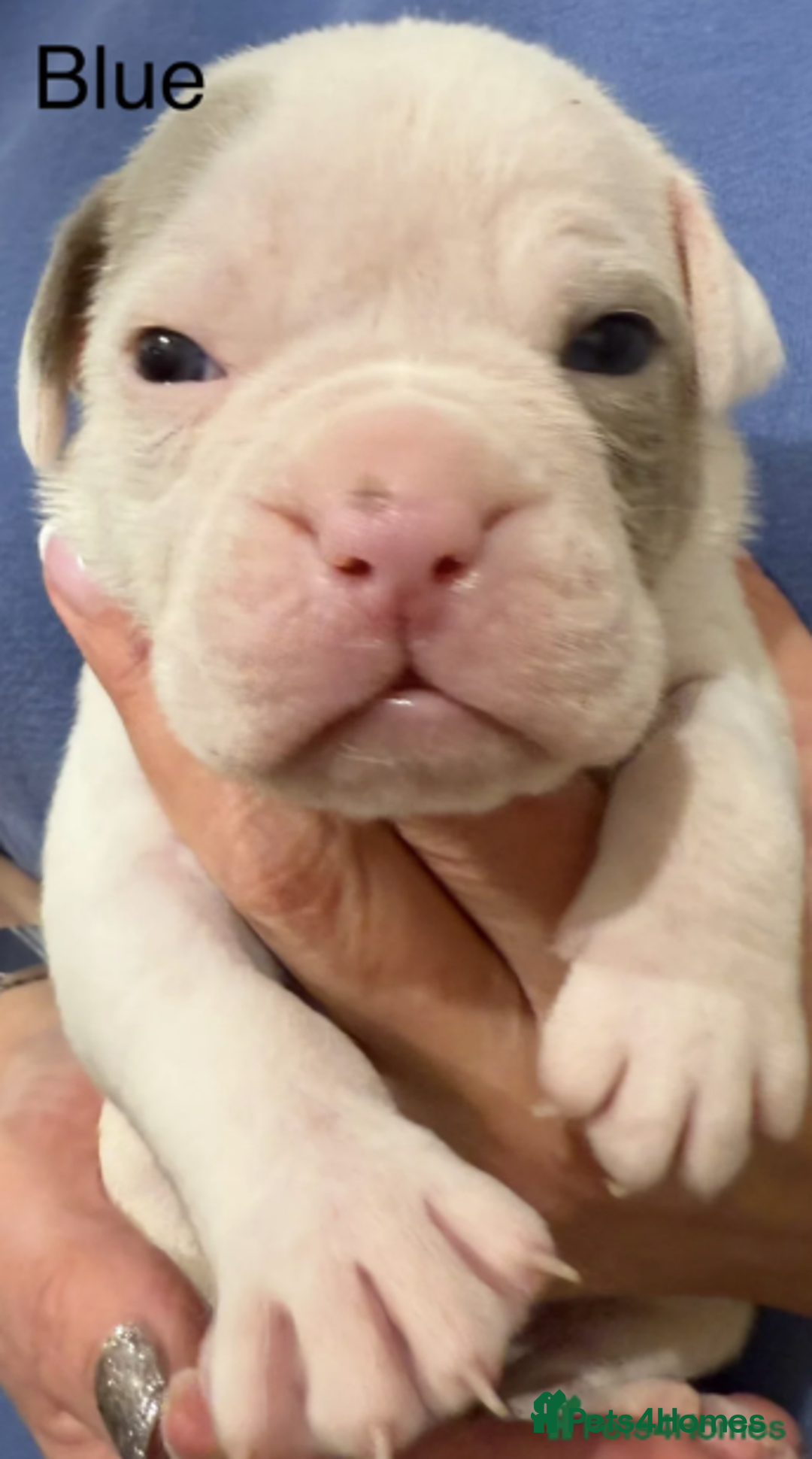 Olde English Bulldogge dogs for sale: 9 Olde English Bulldogge NEBBR registered puppies - Advert 6