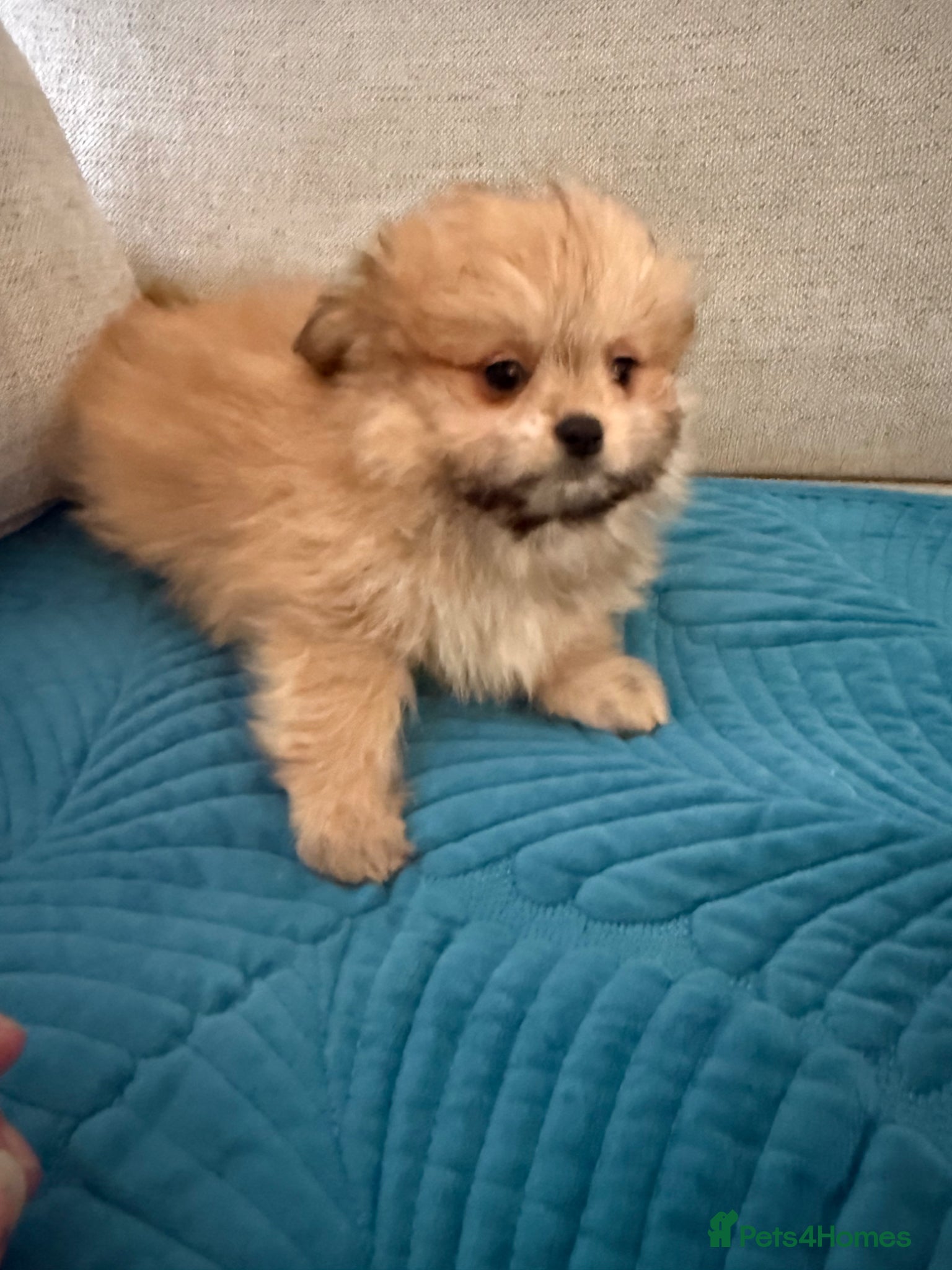 Mixed Breed dogs RARE-Shirarian champion lines Health checked  - Advert 1