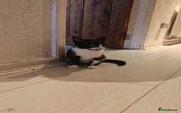 Mixed Breed cats for sale: 10 weeks old Female Kitten - Image 4