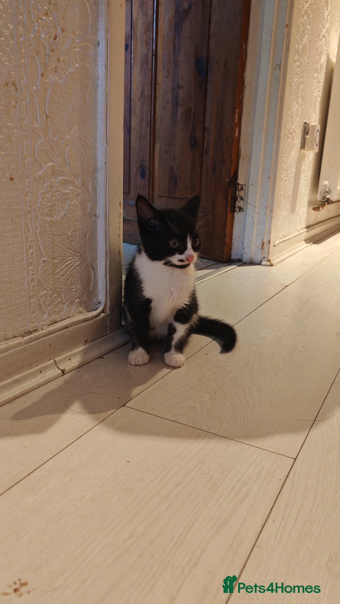 Mixed Breed cats for sale: 10 weeks old Female Kitten - Image 4