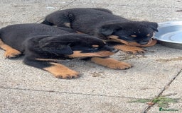 Rottweiler dogs for sale: Male German Rottweiler  - Image 2