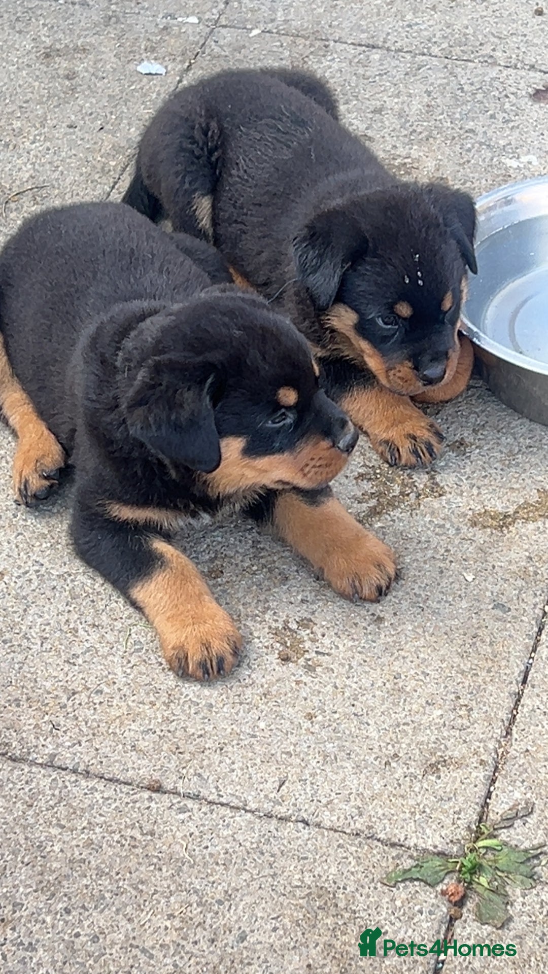Rottweiler dogs for sale: Male German Rottweiler  - Image 2