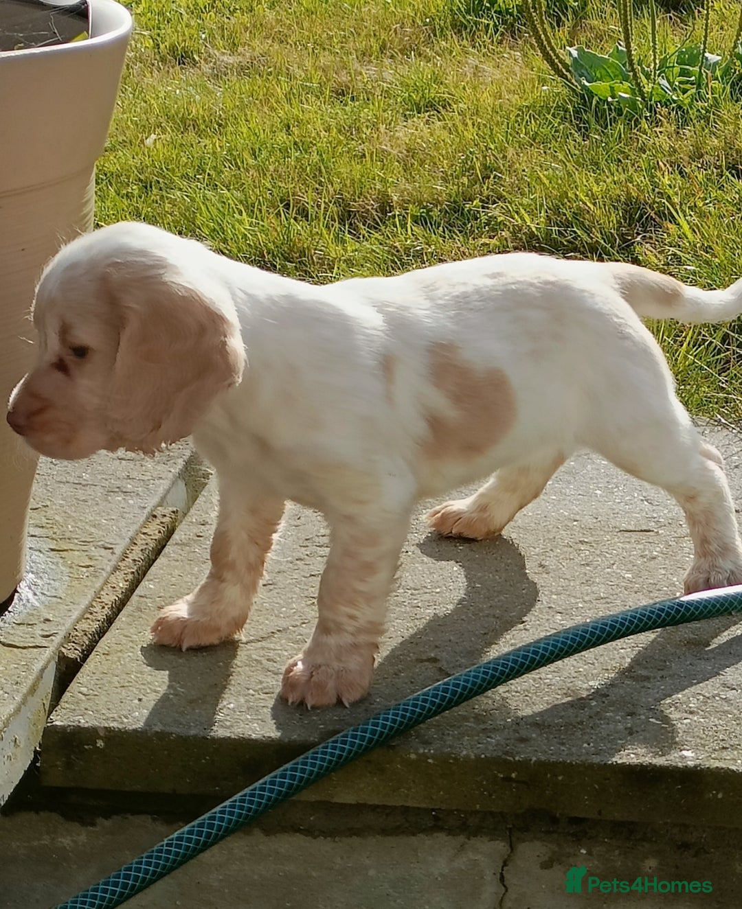 Cocker Spaniel dogs for sale: Cocker spaniel puppies for sale  - Image 6