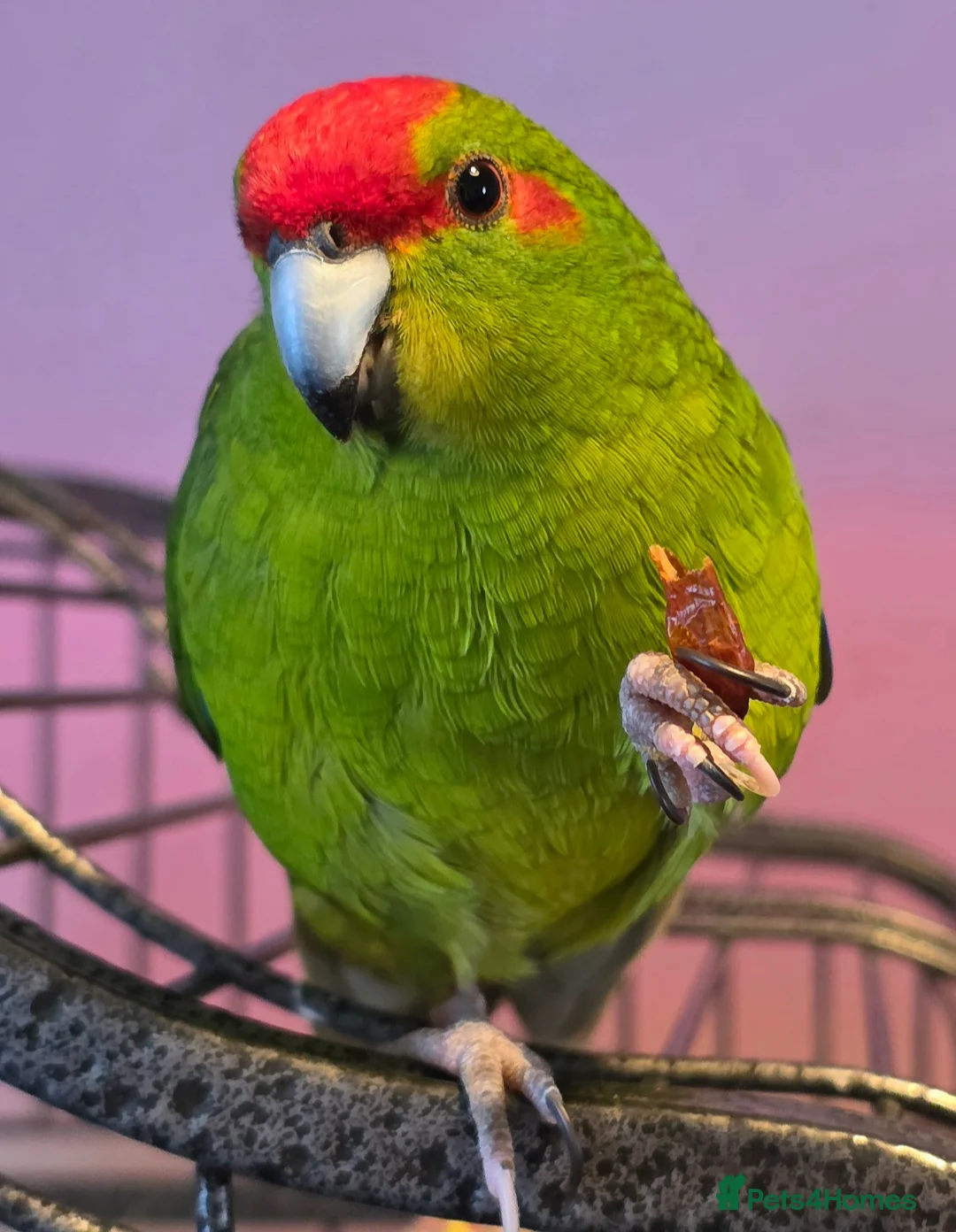 Parakeets birds for sale: 2 Kakarikis looking for a new home - Advert 1