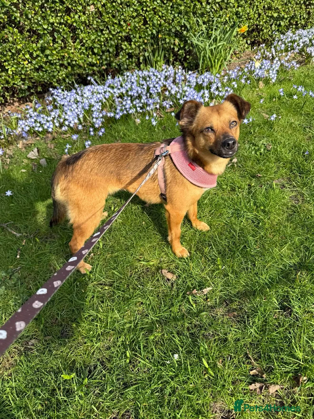 Mixed Breed dogs for adoption: Brandi in Dundee - Advert 2