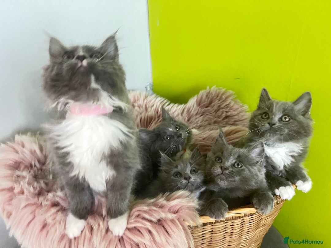 Maine Coon cats for sale: 5 Generation pedigree BLACK SMOKE kittens  - Image 29