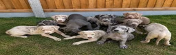 Cane Corso dogs for sale: Cane coral puppy’s ready now  - Advert 1