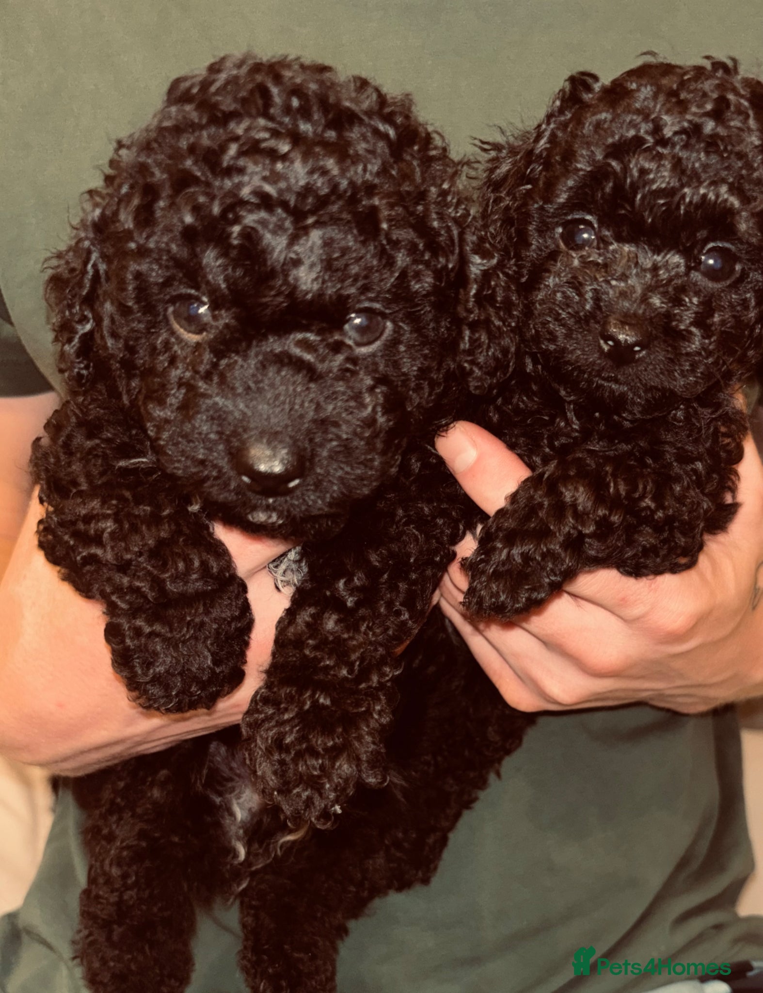 Cavapoo dogs F1bb Tiny Toy Cavapoo 💙💚💓  - Advert 10