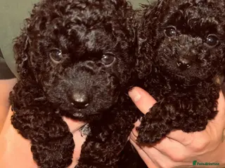Cavapoo dogs F1bb Tiny Toy Cavapoo 💙💚💓 - Advert 10