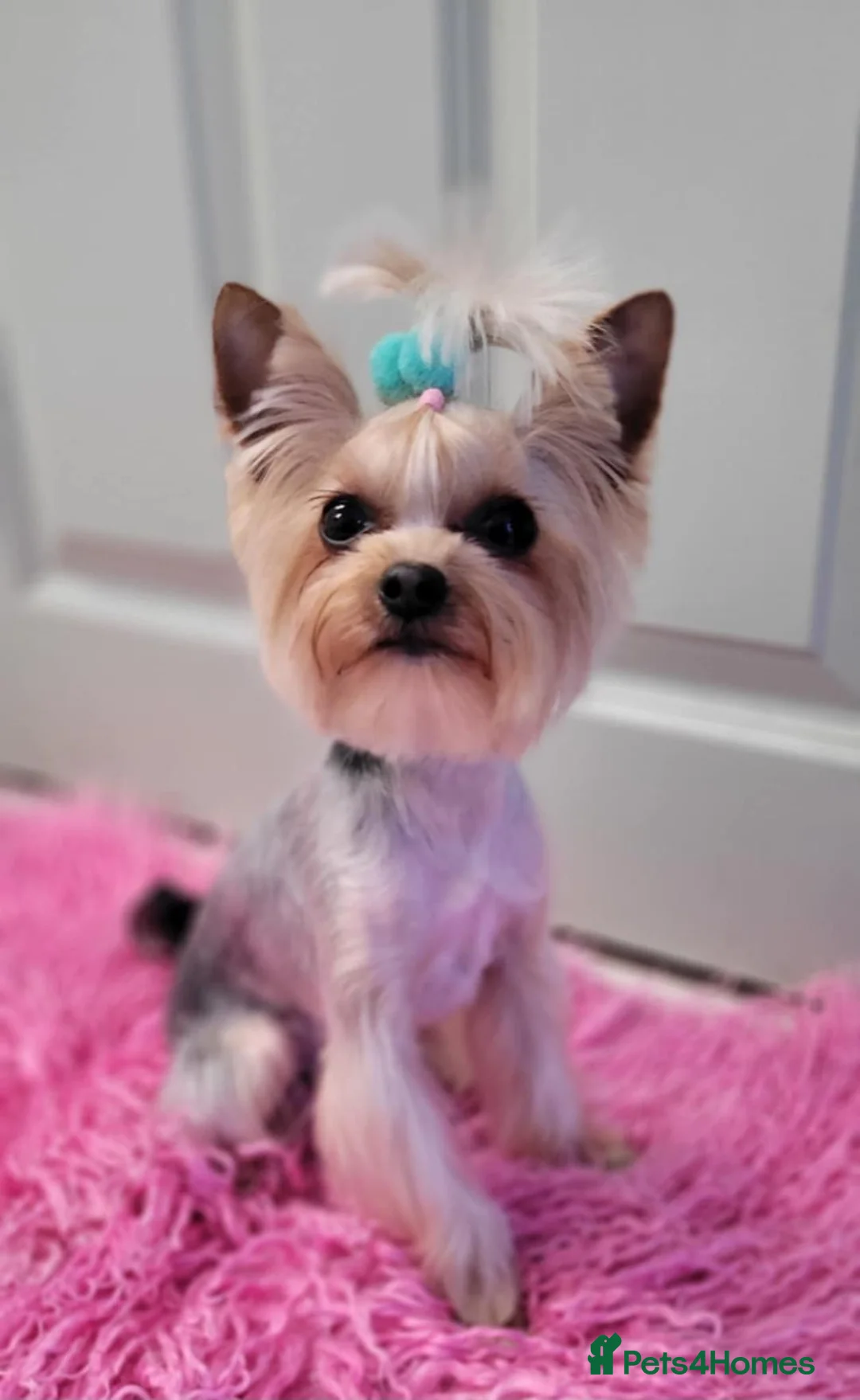 Yorkshire Terrier dogs for sale: Adorable Bonnie Yorkshire Terrier Puppy  - Advert 11