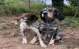 English Setter dogs for adoption: Whisky - Image 3