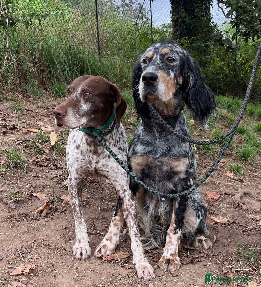 English Setter dogs for adoption: Whisky - Image 3