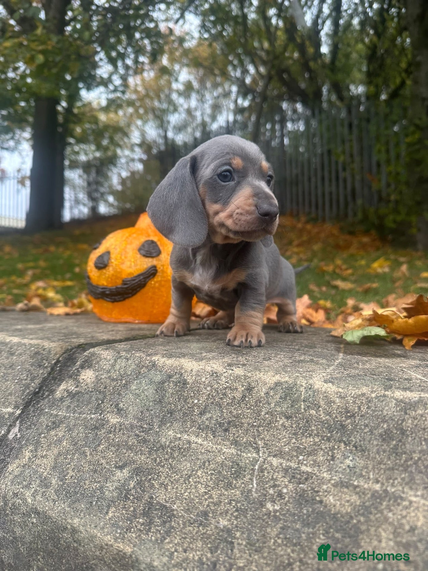 Miniature Dachshund dogs Miniature Dachshund  - Advert 1
