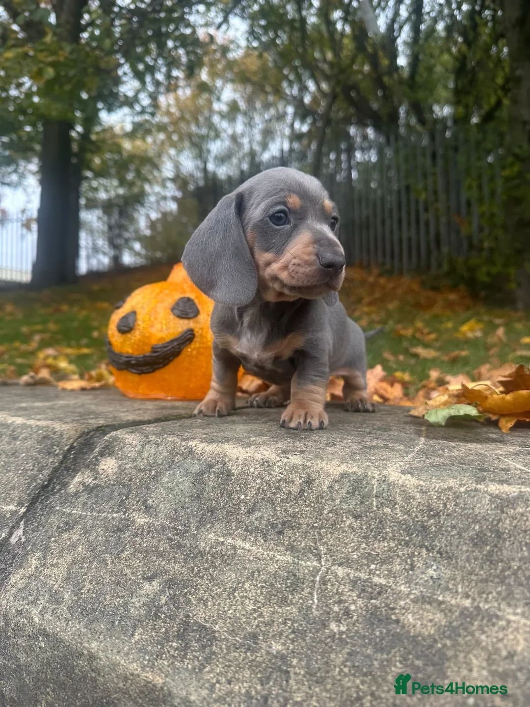 Miniature Dachshund dogs for sale: Miniature Dachshund  - Advert 1