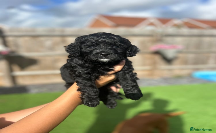Cavapoo dogs - Advert 2