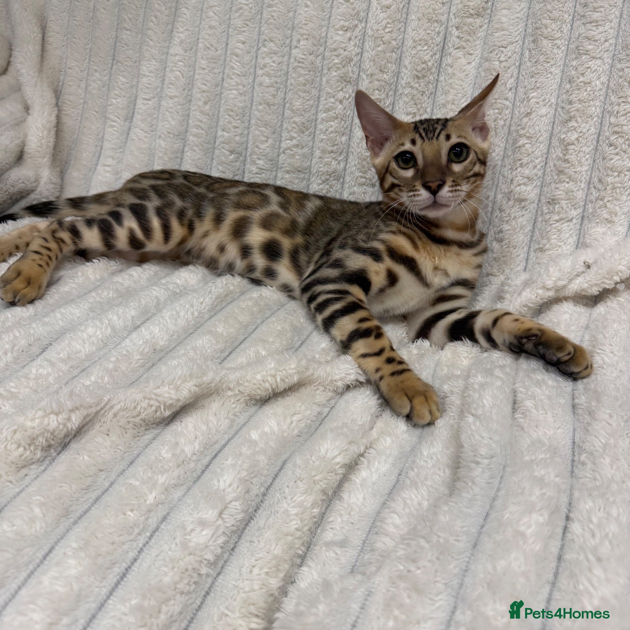 Bengal cats 🐆Adorable pedigree bengal kitten 🐆 - Advert 11