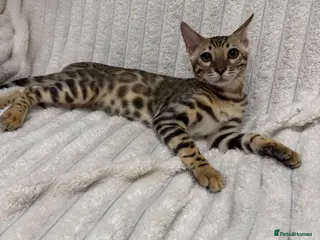 Bengal cats 🐆Adorable pedigree bengal kitten 🐆 - Advert 11