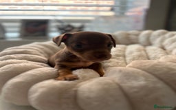 Jack Russell dogs for sale: READY NOW - beautiful tiny choc babies! 1 girly  - Image 28