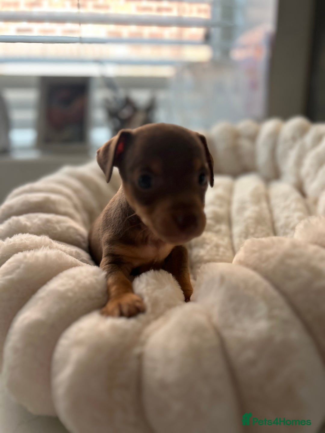 Jack Russell dogs for sale: READY NOW - beautiful tiny choc babies! 1 girly  - Image 28