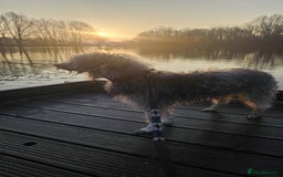 Bedlington Terrier dogs for sale: Bedlington whippet x bedlington terrier  - Advert 6