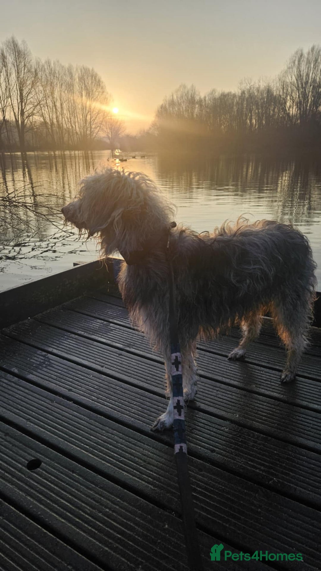 Bedlington Terrier dogs for sale: Bedlington whippet x bedlington terrier  - Advert 6