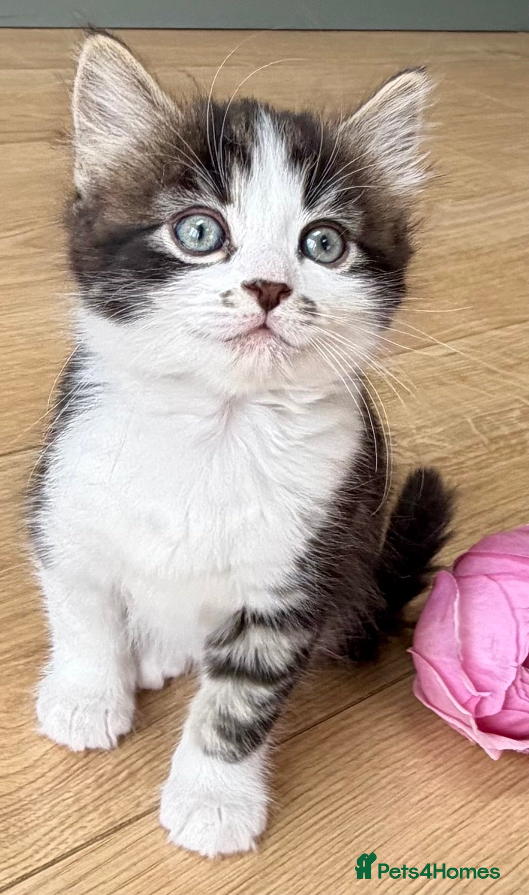 Mixed Breed cats Gorgeous Tabby Girl looking for home💕💕💕 - Advert 1