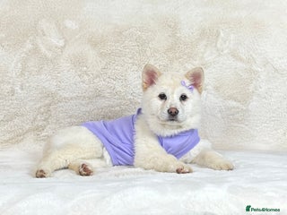 Mixed Breed dogs Beautiful Platinum female chowsky puppy for sale - Advert 4