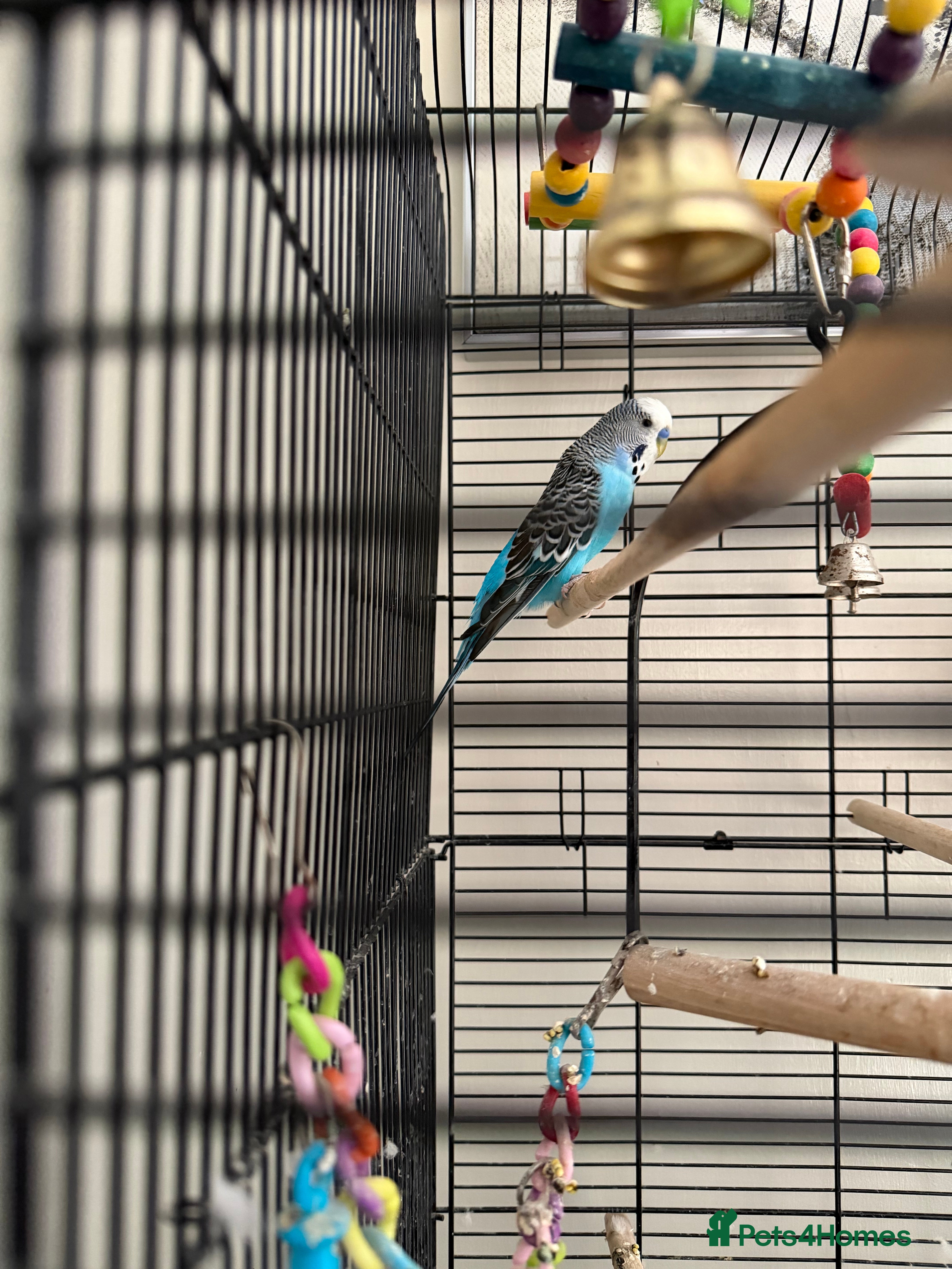 Budgerigars birds Male budgie with cage  - Advert 7