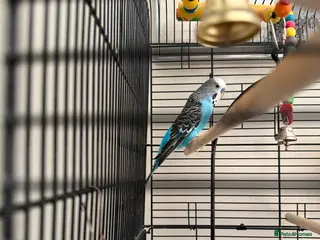 Budgerigars birds Male budgie with cage - Advert 3