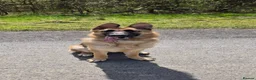 German Shepherd dogs for sale: German shepherd for sale - Advert 4