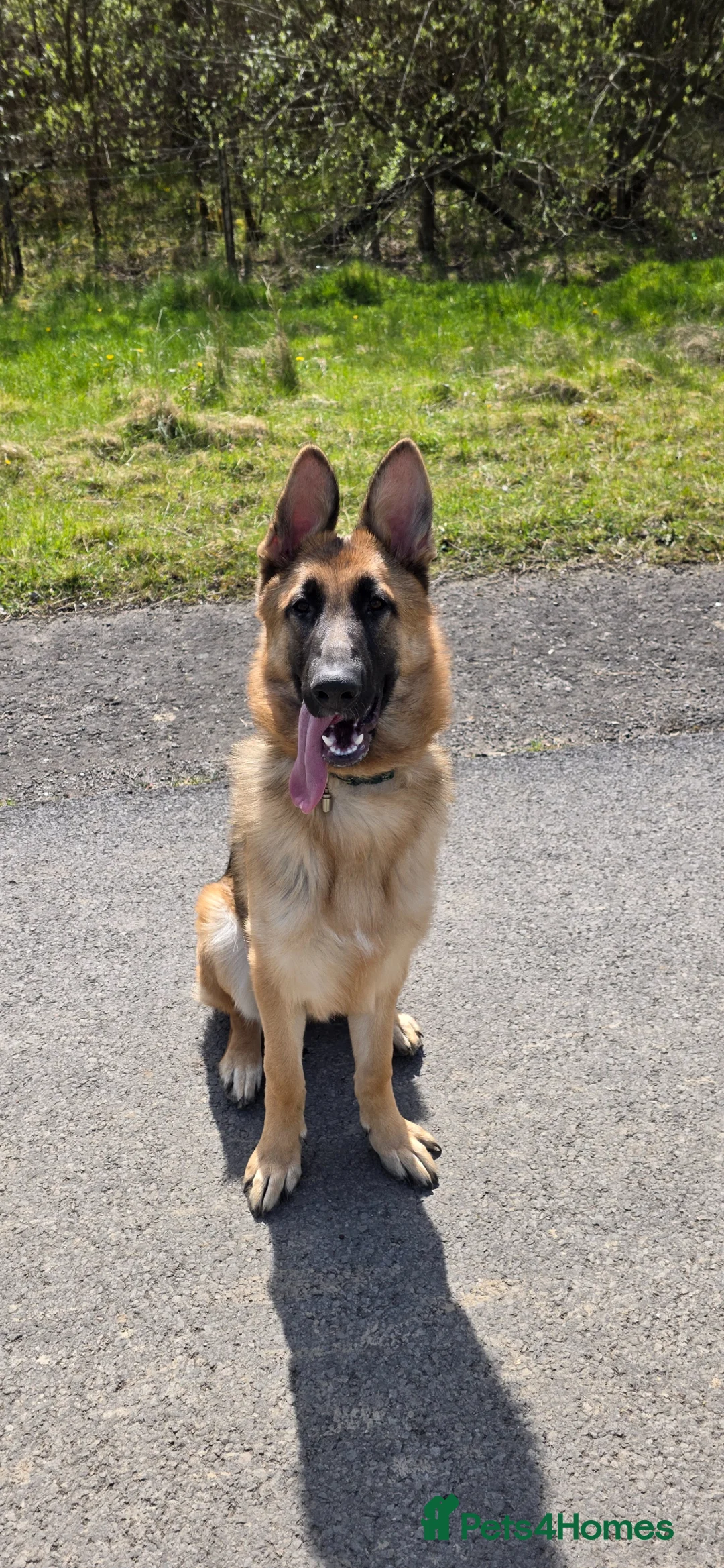 German Shepherd dogs for sale: German shepherd for sale - Advert 4
