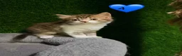 Mixed Breed cats for sale: Beautiful litter of fluffy kittens  - Advert 20