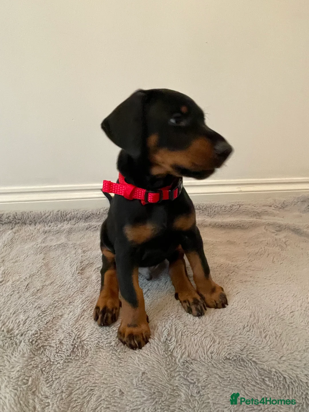 Dobermann dogs for sale: KC Registered Doberman Pups - Advert 3